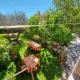 Agriturismo Macchiapiede, Sala Consilina (foto 4)