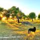 Casas Herdade do Convento da Serra, Almeirim (Foto 10)