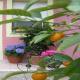 Ariedo Bed And Breakfast, Capoterra (fotografie 6)