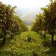 Weingut Skoff Original, Gamlitz (fotografie 7)