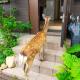 Mini inn Nara - Naramachi historic district - 英語予約限定, Nara - Fotografie 2