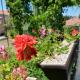 Beach apartment VAMI with sea view, Murter (photo 5)