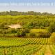 Le Tilleul, Lacoste (photo 7)
