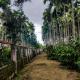 Dubare Inn Coorg, マディケーリ - 写真 7