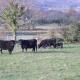 Perthi Uchaf, Llanberis (Foto 4)