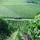 Rüdlins-Winzerhof, Auggen - Photo 2