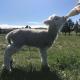 Shearvue Farmstay with Optional Free Farm Experience at 5pm, Fairlie - Foto 9