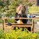 Bear Cub West Yellowstone - Foto 6