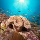 Cora Cora Maldives - Premium All-Inclusive Resort, Raa Atoll (foto 7)