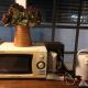 Bluefin Guesthouse, Bangkok - Foto 7