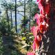 Shimla Pines Homestay, Šimla - Fotografie 10