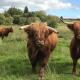 The West Highland Way Hotel and Retreat Accommodation, Glasgow (fotografie 5)