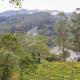 Flaming Tree Resorts, Kiriwan Eliya (fotografie 10)