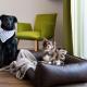 Schnitzers Dahoam - Hundefreundlich, Bad Wiessee - Photo 8