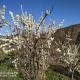 IN APPLE ESTATE KANATAL - Himalayan View Resort with Courteous Staff, カナタル - 写真 8