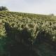 Weingut Peter Grill, Лойчах (фото 4)