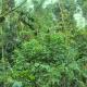 Spices Garden Homestay & Plantation Tour, Madikeri - Foto 9