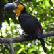 Aruá Observação de Vida Silvestre, プライア・ド・フォルテ - 写真 8