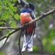 Aruá Observação de Vida Silvestre, プライア・ド・フォルテ - 写真 7