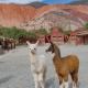Ecohotel Posta de Purmamarca, Purmamarca - Fotografie 4