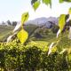 Weingut Peter Grill, Лойчах