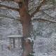 sosnowelowe, Lamkowo (foto 4)