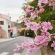 Regina's Banyuls - Les Hibiscus, Banyuls-sur-Mer (foto 9)