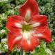 Amaryllis Case Vacanza, Il Romito (foto 6)