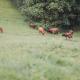 Garnecker Galloways, Reut - Photo 10