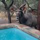Mopani Villa Marloth Park - Foto 7