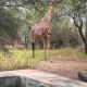 Mopani Villa Marloth Park - Foto 5