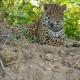 Spot Jaguar Pantanal South Camping Wild Jaguar Tour, Корумба - Фото 10