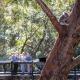 Port Stephens Koala Sanctuary, One Mile - Fotografie 9