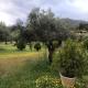 Olive Grove Anavyssos - Photo 5
