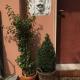 Appartamento con 3 camere 3 bagni e posto auto Libri e Giardini, Pero (foto 6)