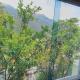 Karthik Resorts, Jeolikote Nainital, Nainital - Fotografie 9