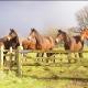 The Coach House Barn - Valley Farm, Sudbourne (fotografie 4)