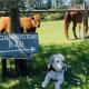 Quarrystone House B&B, Fernwood