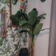 NOSTAL'GITE, Lansargues (photo 10)