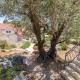 Olive Garden Apartment, Ston (Stagno) (foto 2)