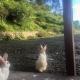 Mrig Valley Resort, Homestay & Banquet, Kandikhal - 照片 10