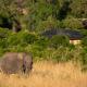 Elewana Sand River Mara, Talek - 写真 7