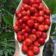 Cherry Garden Homestay, Hoi An - Fotografie 4