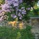Birdsong Cottage - peaceful country retreat, Păuleni-Ciuc - 写真 7