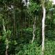Pauls Retreat Wayanad, Wayanad - Fotografie 9