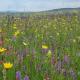 Birdsong Cottage - peaceful country retreat, Păuleni-Ciuc - 写真 10