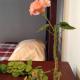 Hostal Don Felipe, Guadalajara (foto 5)