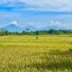 Summer Moon Villa, Rice Field View Near Ubud Center - Photo 8