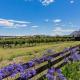 Cosy Cottage in the Vines, Waipara - Fotografie 6