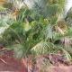 Avocado Suites, Castries (Foto 4)